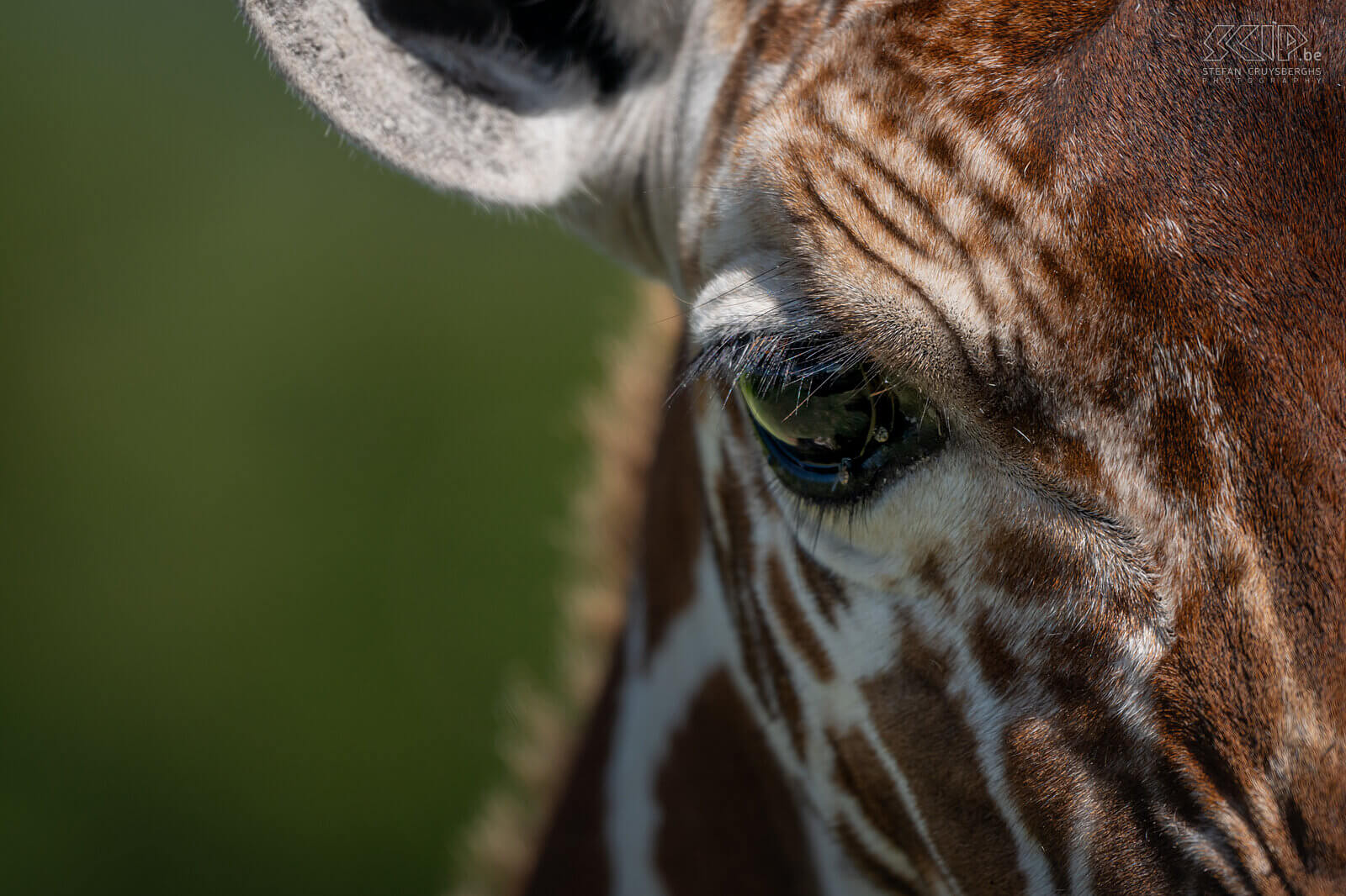Solio - Close-up somalische giraffe De Somalische-giraffe (Reticulated giraffe) is een ondersoort van de giraf en komt voor in Somalië, Zuid-Ethiopië en Noord-Kenia. Stefan Cruysberghs